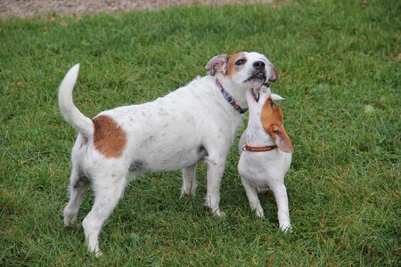 Young dog playing dogs puppy photo