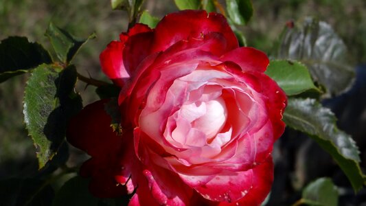 Flower rose blooms flower garden