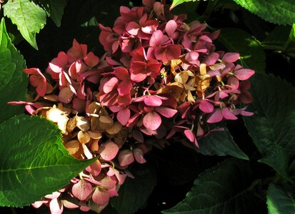 Ornamental shrubs greenhouse hydrangea botanical photo