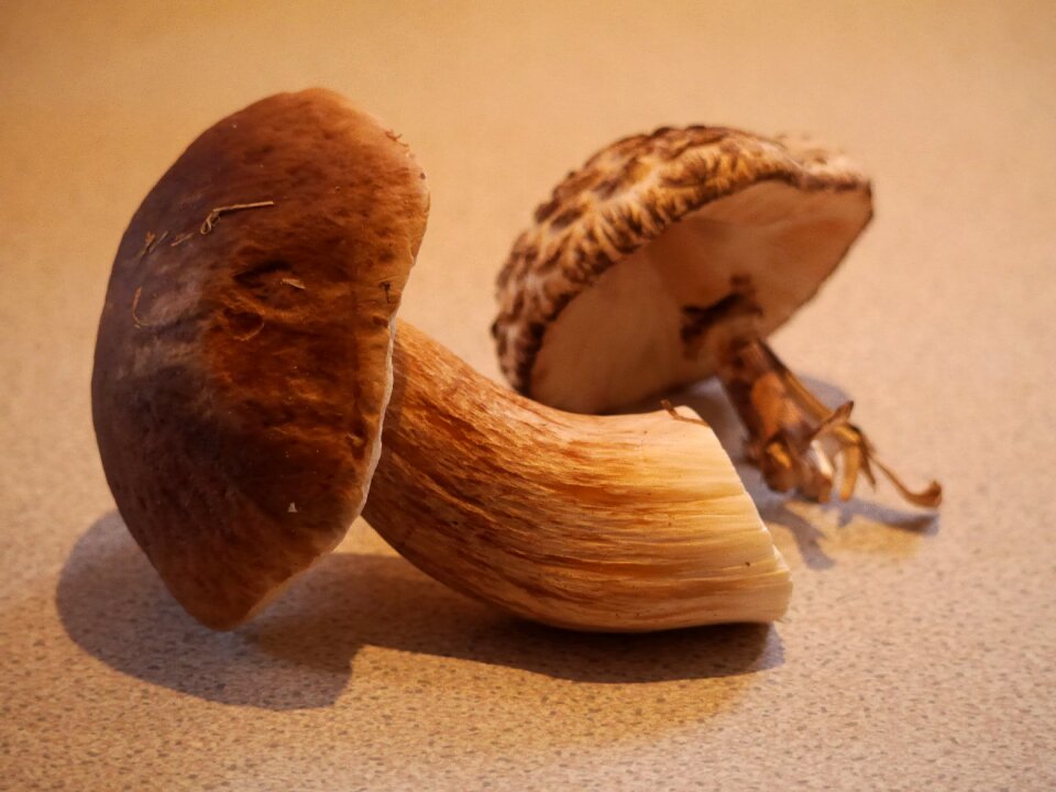 Edible boletus fungus
