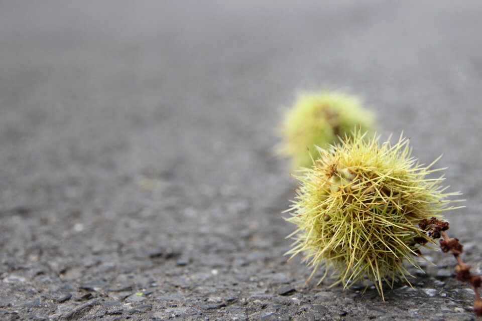 Asphalt chestnut prickly