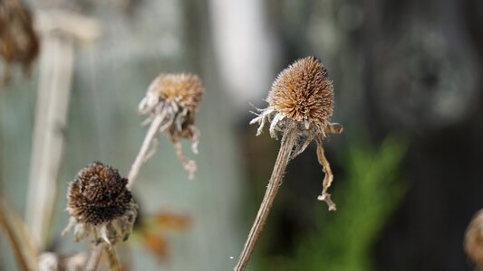 Outdoor autumn