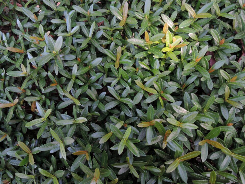 Grass green plant