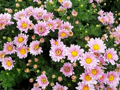 Wildflower asteraceae fall flowers photo