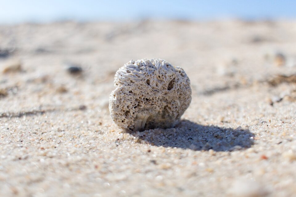 Rock white sand fossil