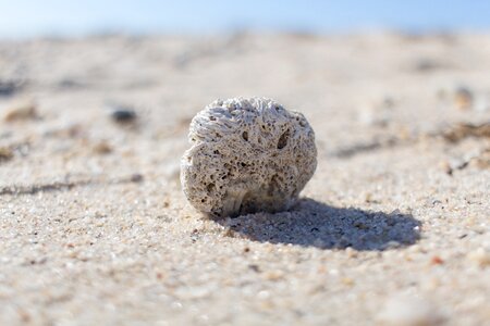 Rock white sand fossil