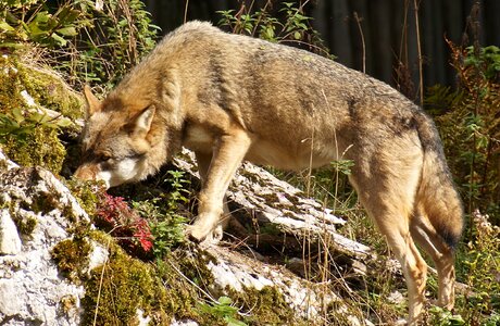 European wolf pack animal deer park photo