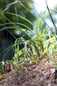 Nature environmental garden