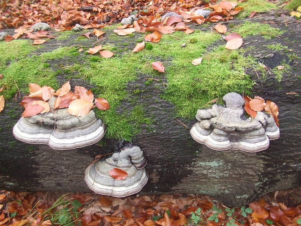 Tree fungi autumn forest