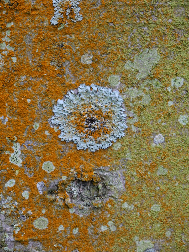 Natural lichenology trunk