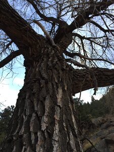 Forest landscape environment photo