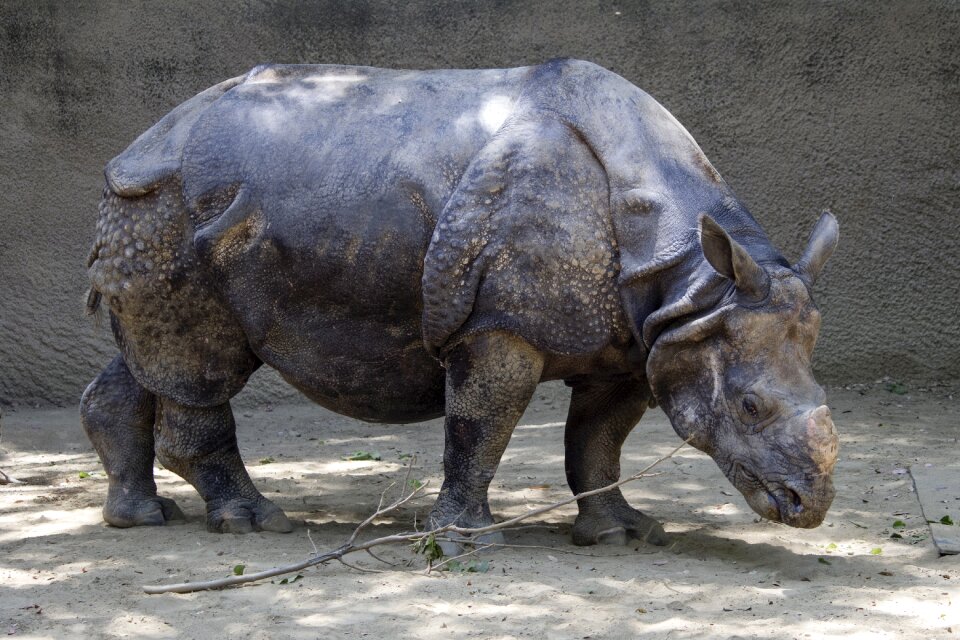 Africa mammal nature
