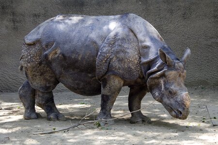 Africa mammal nature