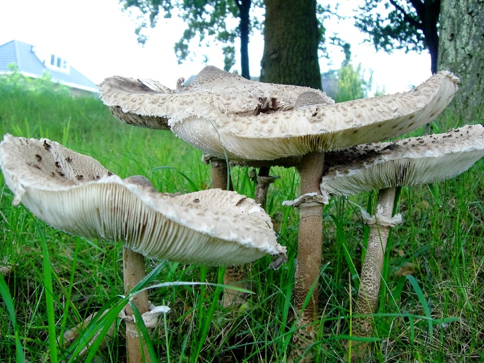 Nature autumn mushroom