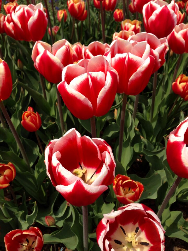 Plants nature flower gardens