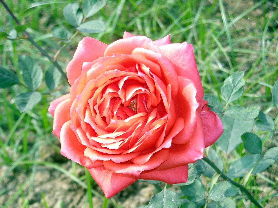 Nature pink love
