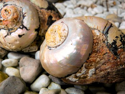 Casing mother of pearl close up photo