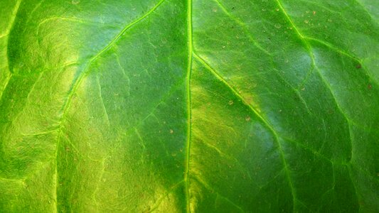 Green nature plant