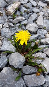 Wild nature determination