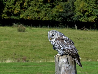 Animal bird wild photo