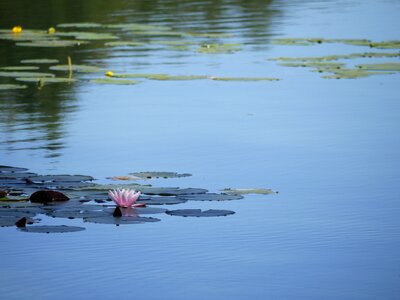 Tranquil lotus photo