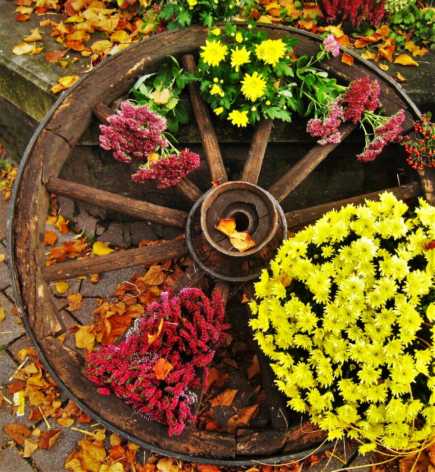 Autumn plant season