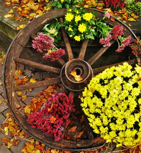 Autumn plant season