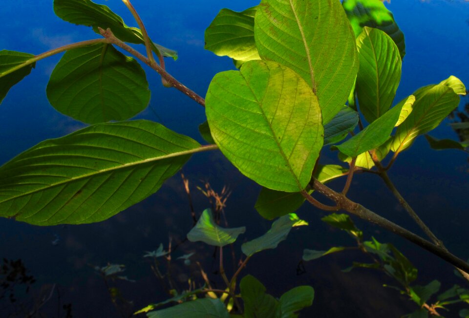 Green leaf green leaves nature