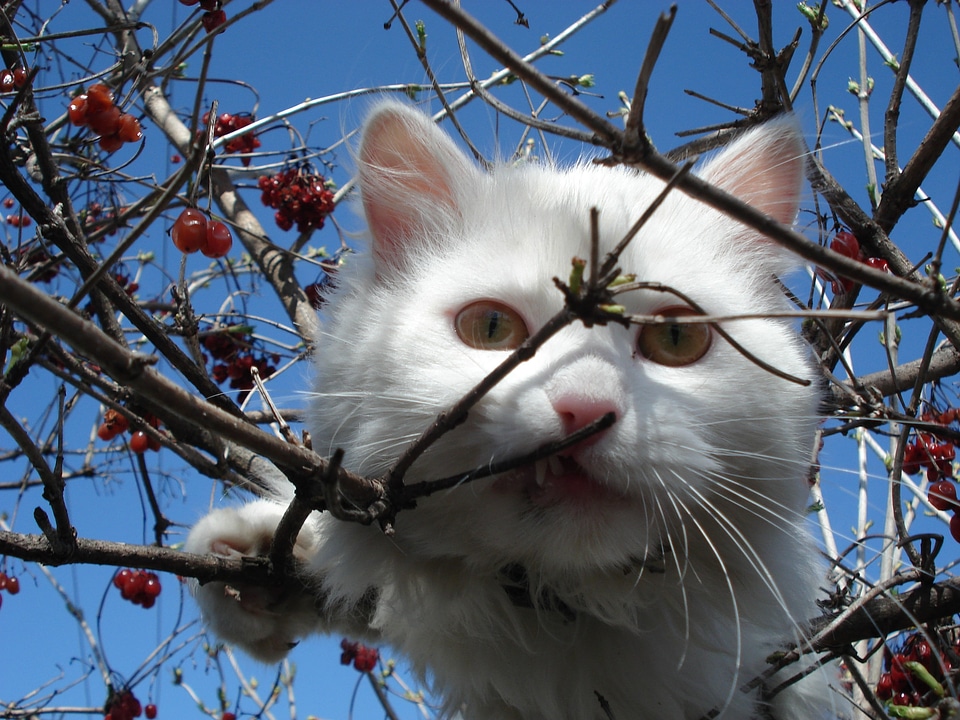 Peering looking outdoors