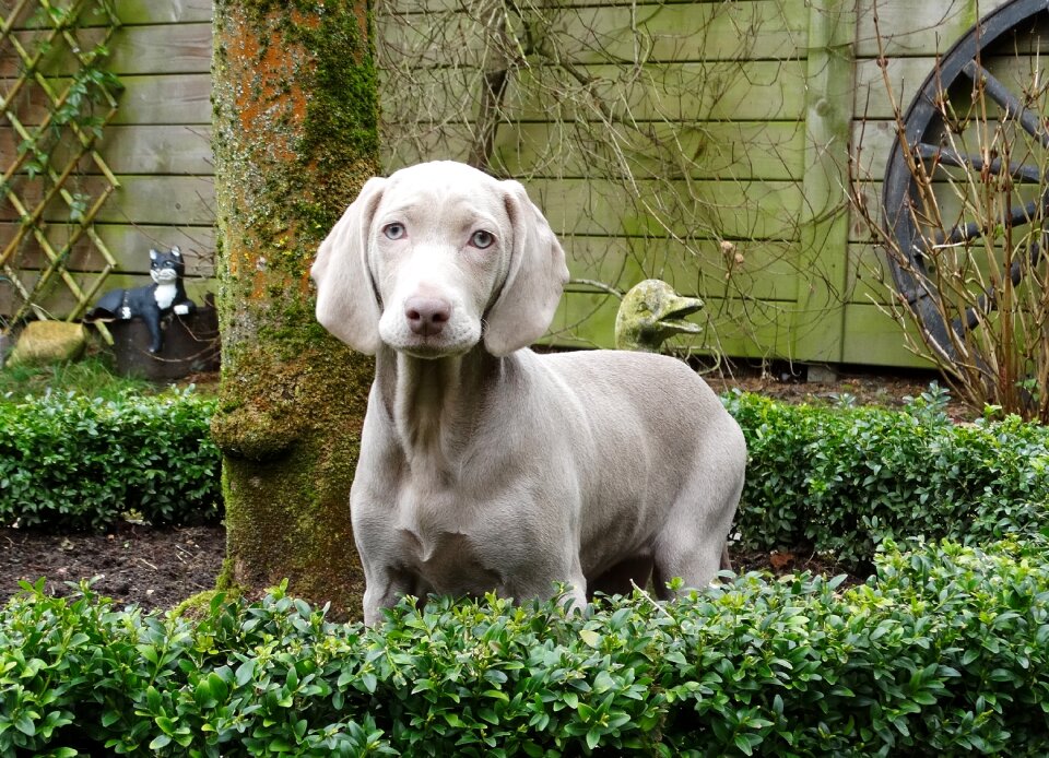 Dog hunting dog puppy