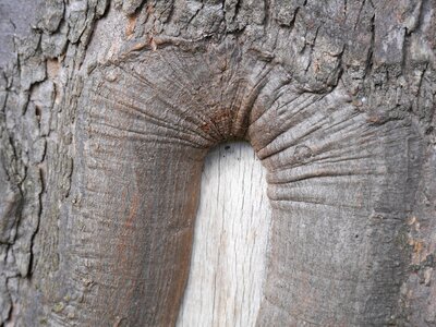 Wood texture patterns photo