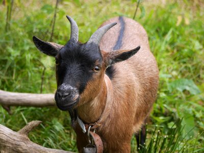 Mammal farm goatling photo