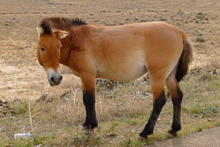 Junggar horse broncos rare photo