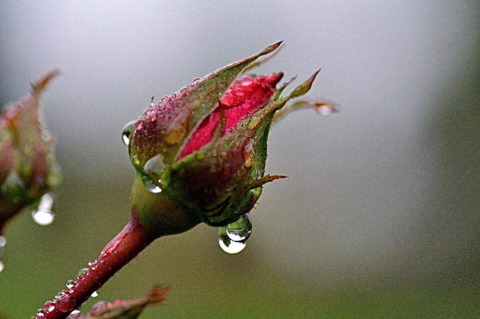 Rosenknopse rain raindrop