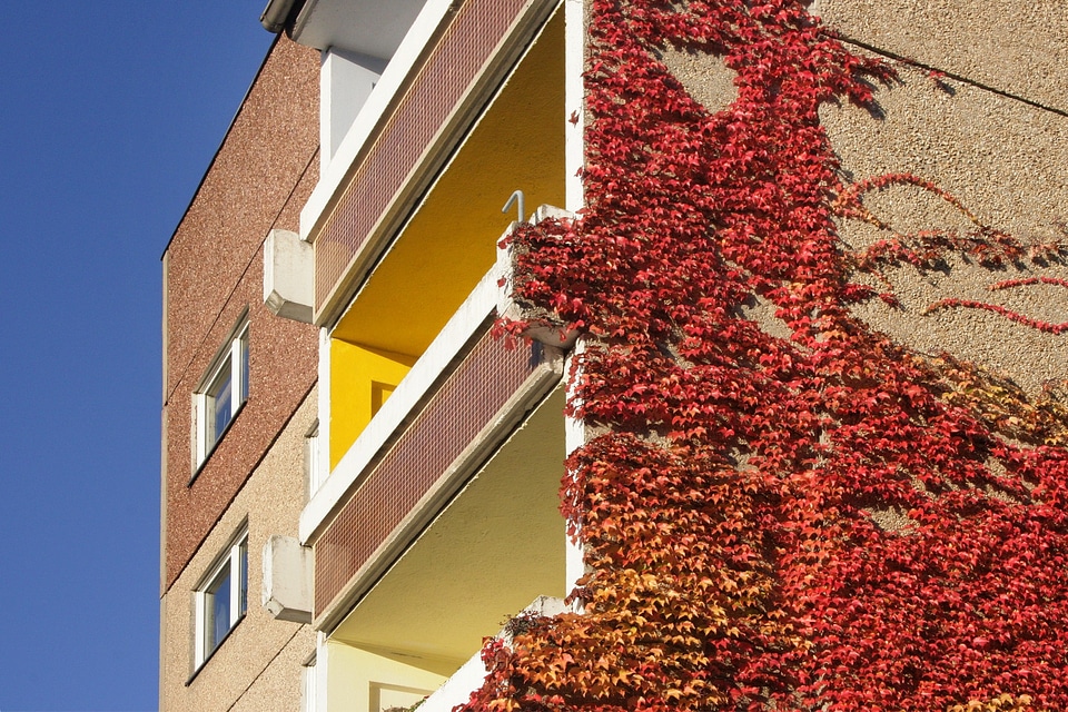 New building greening autumn