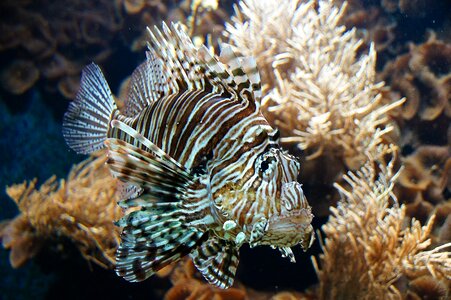 Fish sea ​​fish lion fish photo