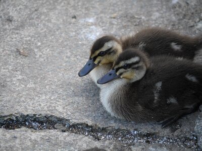 Animal young fluffy