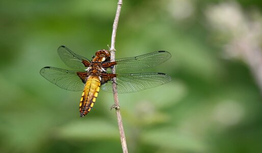 Perched wings photo