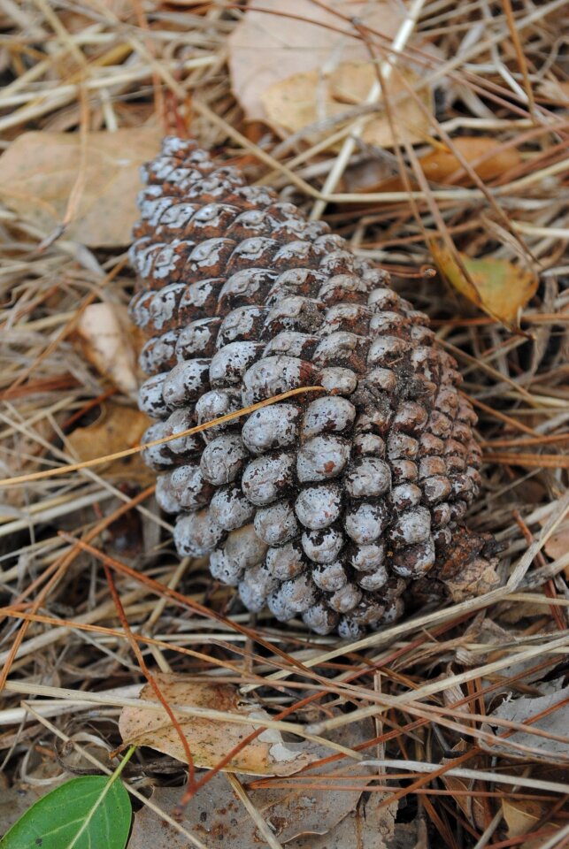 Brown pine natural