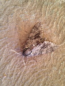 Wildlife macro wings