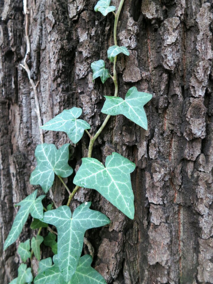 Log green tree green