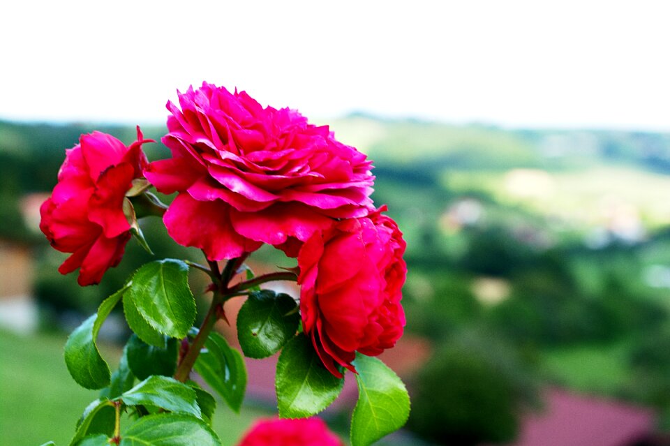 Beautiful flower close up red