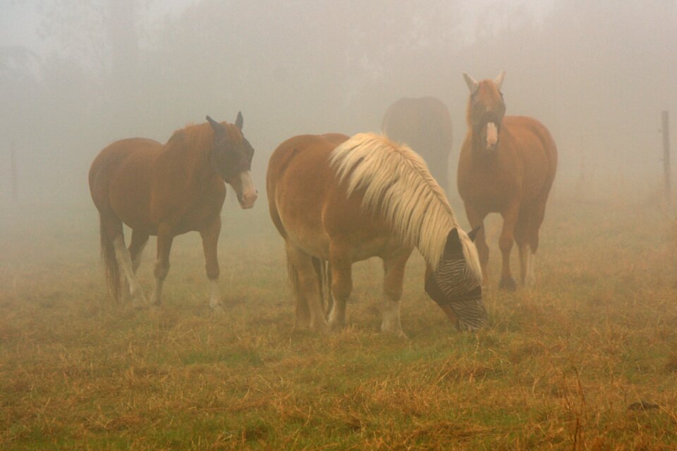 Pasture autumn landscape
