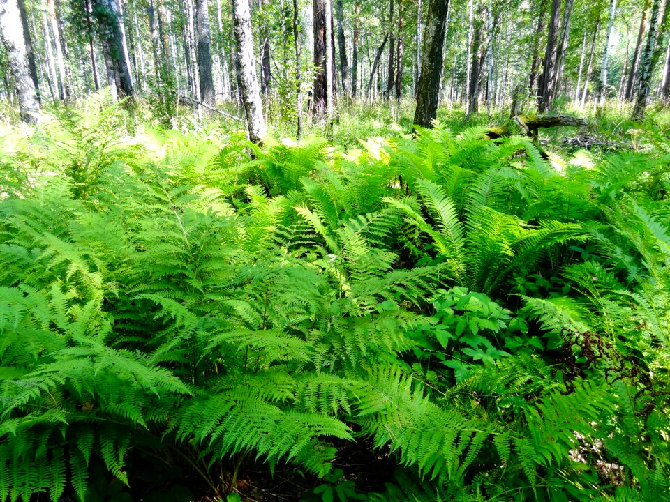Forest summer grass