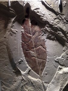 Fossil leaf stone