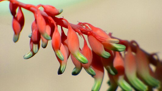 Colors plants flowers