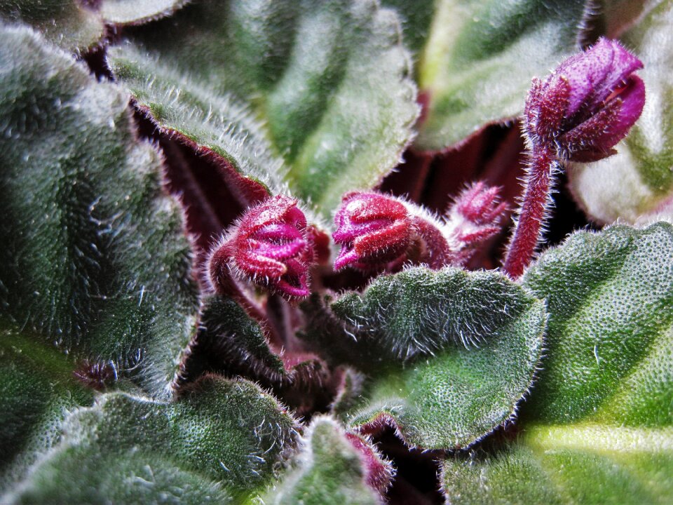 African violets saintpaulia flowering plant