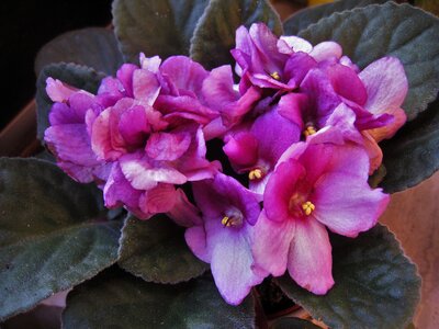 Flowering plant african violet violet photo