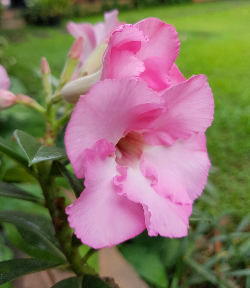 Petal blossom natural