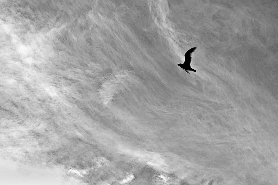 Bird sky monochrome